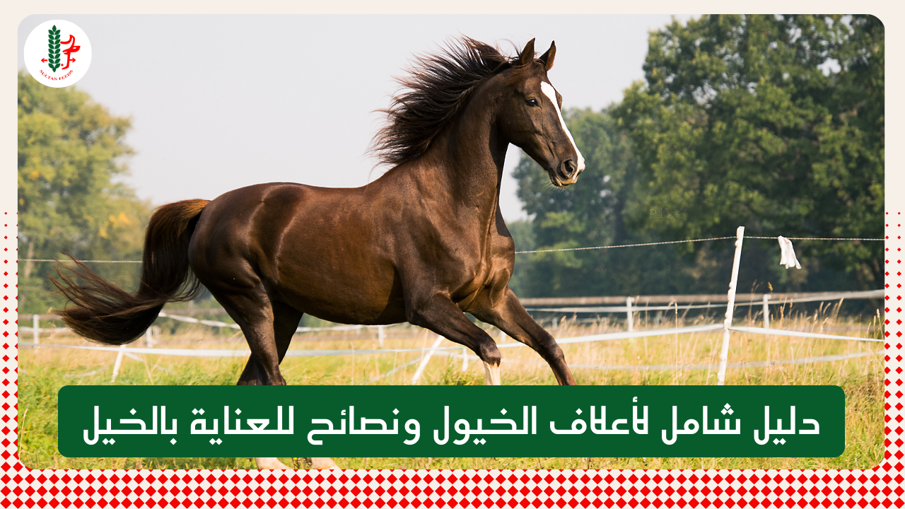 Read more about the article دليل شامل لأعلاف الخيول ونصائح للعناية بالخيل