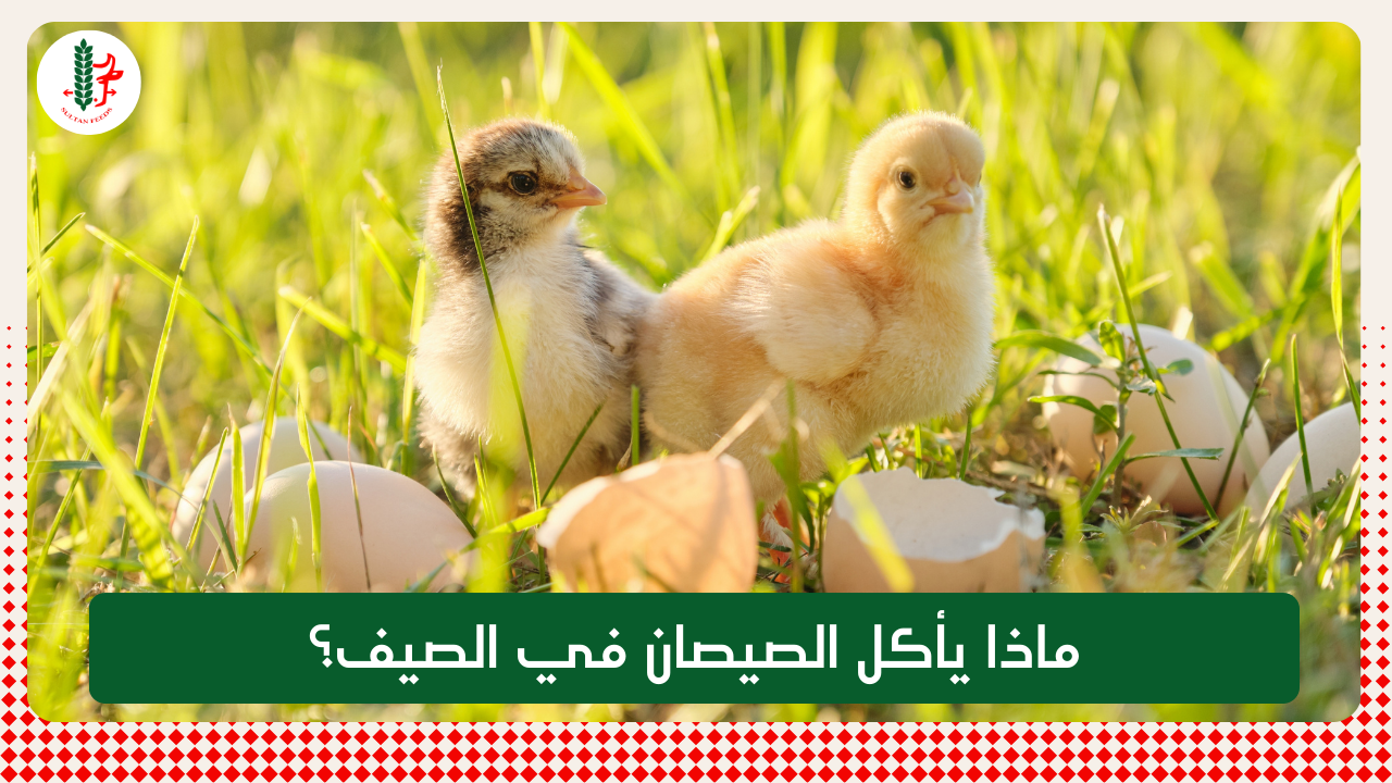 Read more about the article ماذا يأكل الصيصان في الصيف؟