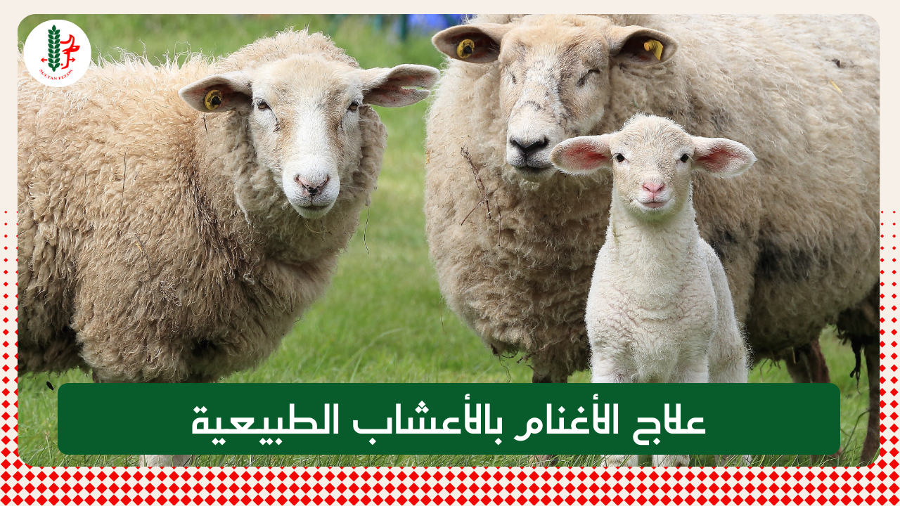 Read more about the article علاج الأغنام بالأعشاب الطبيعية