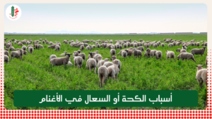 Read more about the article أسباب الكحة أو السعال في الأغنام