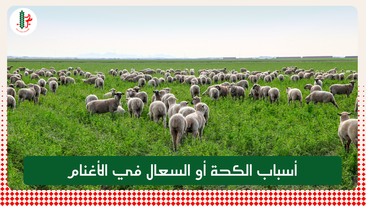 Read more about the article أسباب الكحة أو السعال في الأغنام