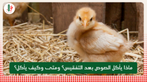 Read more about the article ماذا يأكل الصوص بعد التفقيس؟ ومتى وكيف يأكل؟