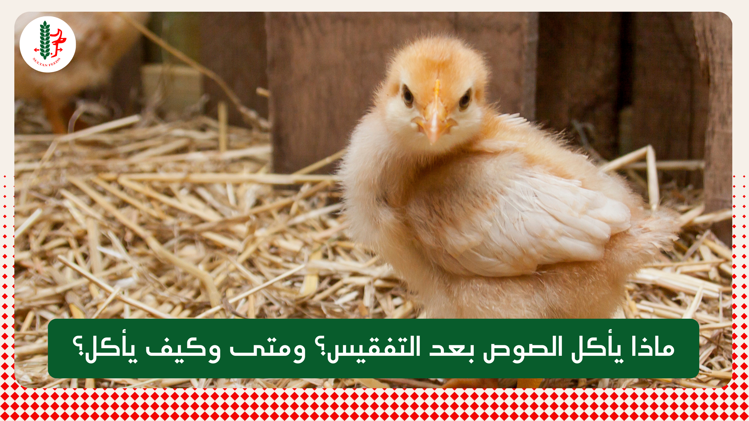 Read more about the article ماذا يأكل الصوص بعد التفقيس؟ ومتى وكيف يأكل؟