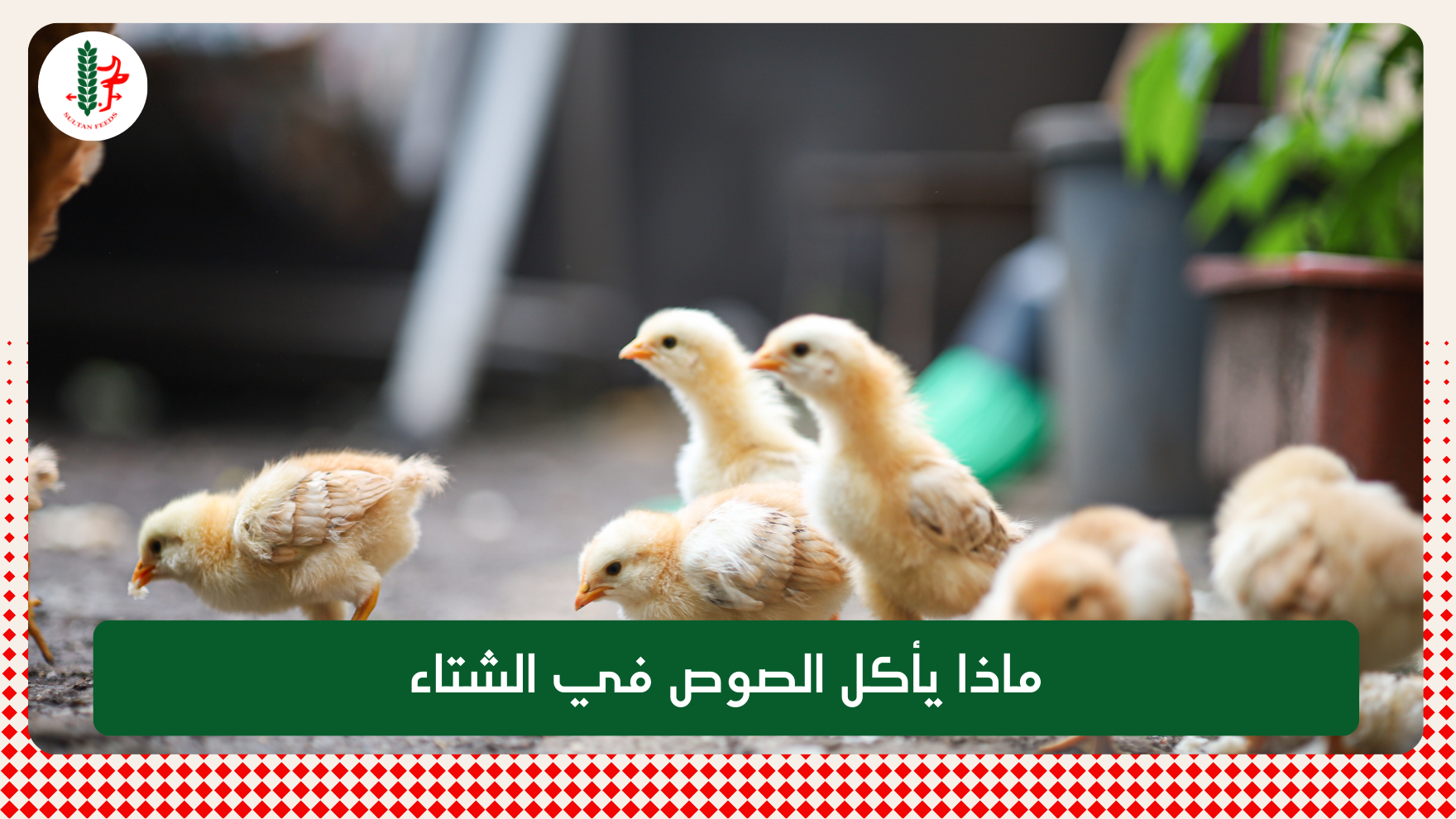 Read more about the article ماذا يأكل الصوص في الشتاء