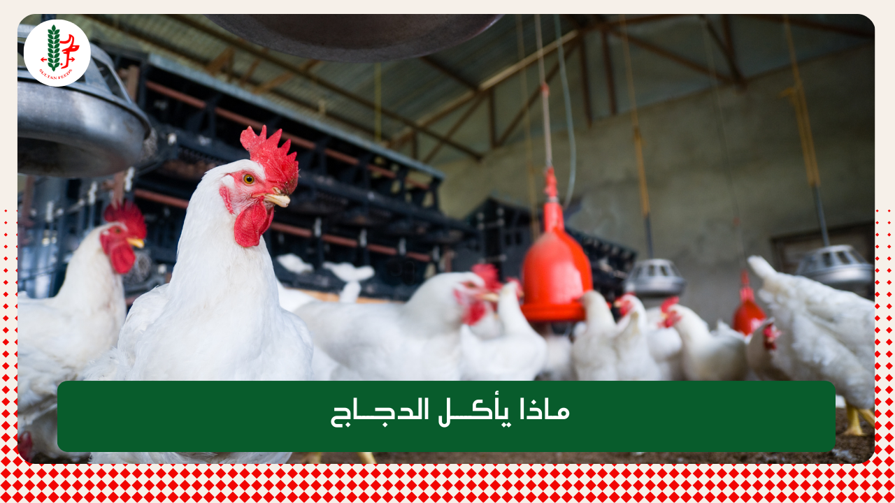 Read more about the article ماذا يأكل الدجاج