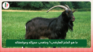 Read more about the article ما هو الماعز العارضي؟ وماهي مميزاته ومواصفاته