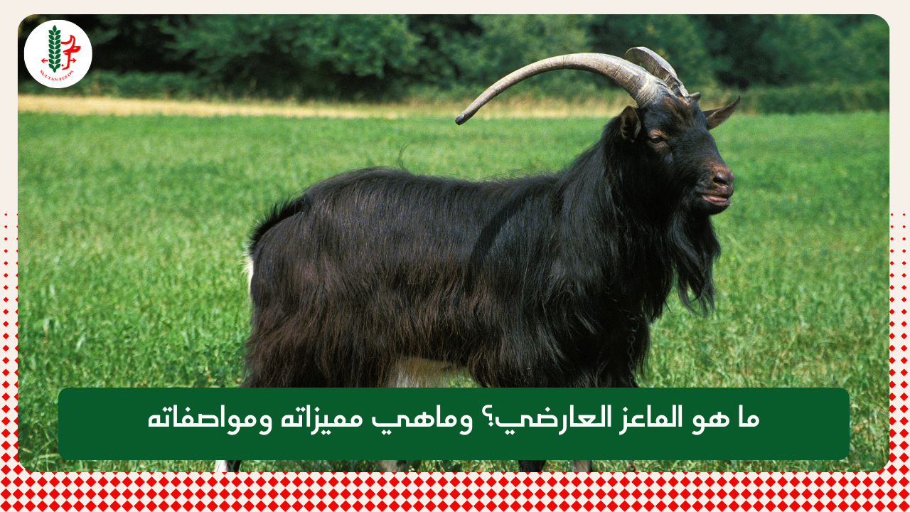 Read more about the article ما هو الماعز العارضي؟ وماهي مميزاته ومواصفاته