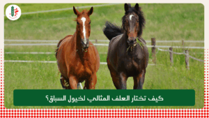 Read more about the article كيف تختار العلف المثالي لخيول السباق؟