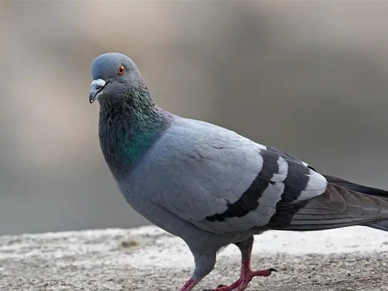 أفضل علف تسمين الحمام